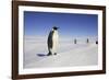 Emperor Penguin, Adult in Foreground with People Behind-null-Framed Photographic Print