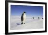 Emperor Penguin, Adult in Foreground with People Behind-null-Framed Photographic Print