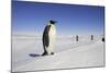 Emperor Penguin, Adult in Foreground with People Behind-null-Mounted Photographic Print