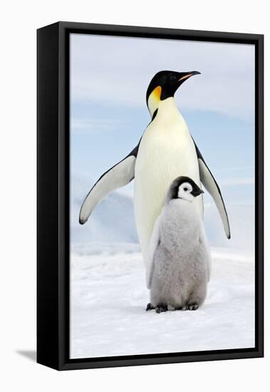 Emperor Penguin, Adult with Young-null-Framed Stretched Canvas