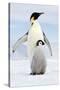 Emperor Penguin, Adult with Young-null-Stretched Canvas