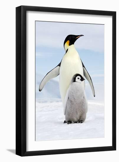 Emperor Penguin, Adult with Young-null-Framed Premium Photographic Print