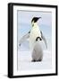 Emperor Penguin, Adult with Young-null-Framed Premium Photographic Print