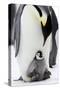 Emperor Penguin, Adult with Young-null-Stretched Canvas