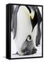 Emperor Penguin, Adult with Young-null-Framed Stretched Canvas