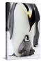 Emperor Penguin, Adult with Young-null-Stretched Canvas