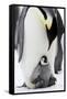 Emperor Penguin, Adult with Young-null-Framed Stretched Canvas