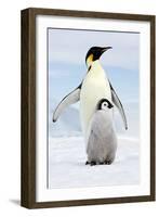 Emperor Penguin, Adult with Young-null-Framed Photographic Print