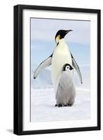 Emperor Penguin, Adult with Young-null-Framed Photographic Print