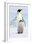 Emperor Penguin, Adult with Young-null-Framed Photographic Print