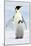 Emperor Penguin, Adult with Young-null-Mounted Photographic Print