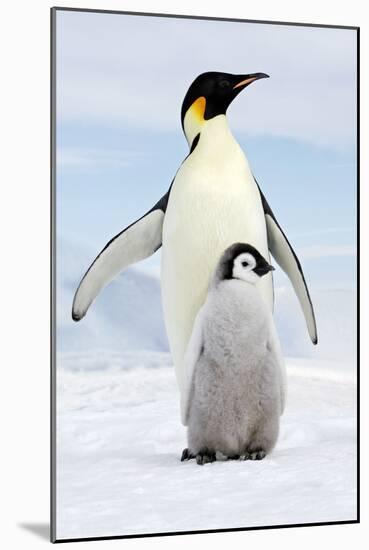 Emperor Penguin, Adult with Young-null-Mounted Photographic Print