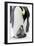 Emperor Penguin, Adult with Young-null-Framed Photographic Print