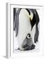 Emperor Penguin, Adult with Young-null-Framed Photographic Print