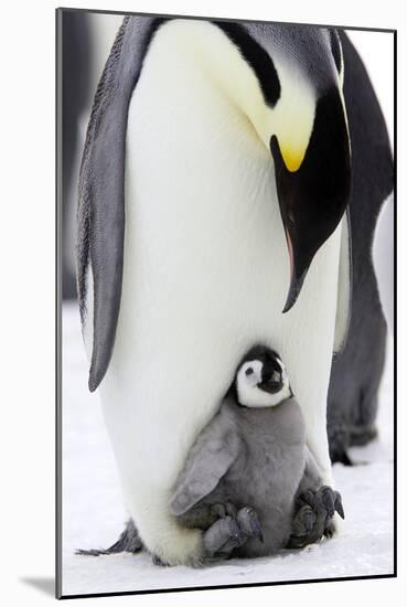 Emperor Penguin, Adult with Young-null-Mounted Photographic Print