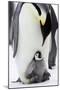 Emperor Penguin, Adult with Young-null-Mounted Photographic Print