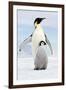 Emperor Penguin, Adult with Young-null-Framed Photographic Print