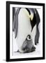 Emperor Penguin, Adult with Young-null-Framed Photographic Print