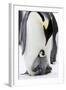 Emperor Penguin, Adult with Young-null-Framed Photographic Print