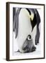 Emperor Penguin, Adult with Young-null-Framed Photographic Print