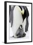 Emperor Penguin, Adult with Young-null-Framed Photographic Print