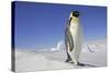 Emperor Penguin Adult-null-Stretched Canvas