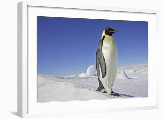 Emperor Penguin Adult-null-Framed Photographic Print