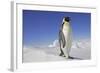 Emperor Penguin Adult-null-Framed Photographic Print