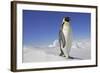 Emperor Penguin Adult-null-Framed Photographic Print