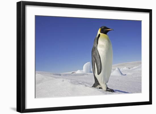 Emperor Penguin Adult-null-Framed Photographic Print