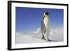 Emperor Penguin Adult-null-Framed Photographic Print