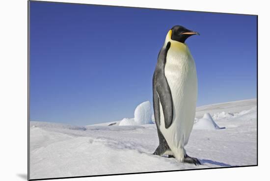 Emperor Penguin Adult-null-Mounted Photographic Print