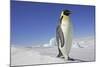 Emperor Penguin Adult-null-Mounted Photographic Print