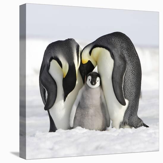 Emperor Penguin Adults with Chick-null-Stretched Canvas