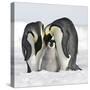 Emperor Penguin Adults with Chick-null-Stretched Canvas