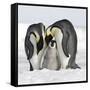 Emperor Penguin Adults with Chick-null-Framed Stretched Canvas