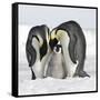 Emperor Penguin Adults with Chick-null-Framed Stretched Canvas