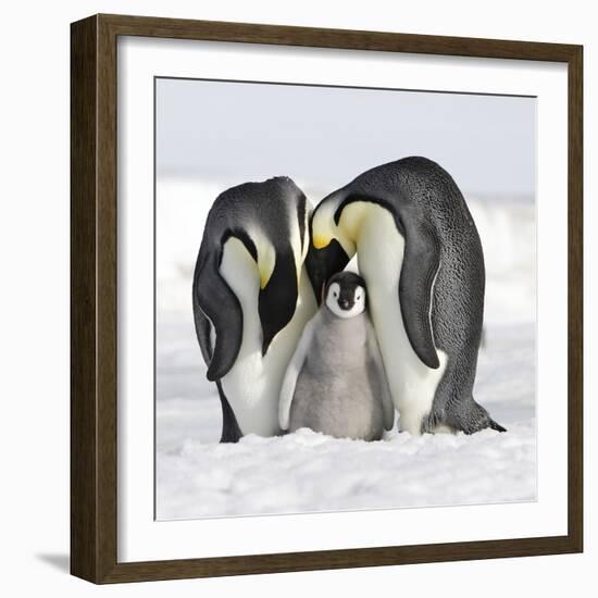 Emperor Penguin Adults with Chick-null-Framed Photographic Print