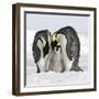 Emperor Penguin Adults with Chick-null-Framed Photographic Print