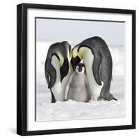 Emperor Penguin Adults with Chick-null-Framed Photographic Print