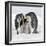 Emperor Penguin Adults with Chick-null-Framed Photographic Print