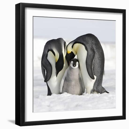 Emperor Penguin Adults with Chick-null-Framed Photographic Print