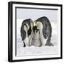 Emperor Penguin Adults with Chick-null-Framed Photographic Print