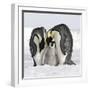 Emperor Penguin Adults with Chick-null-Framed Photographic Print