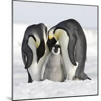 Emperor Penguin Adults with Chick-null-Mounted Photographic Print