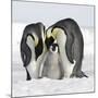 Emperor Penguin Adults with Chick-null-Mounted Photographic Print