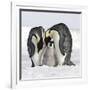 Emperor Penguin Adults with Chick-null-Framed Photographic Print