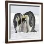 Emperor Penguin Adults with Chick-null-Framed Photographic Print
