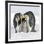 Emperor Penguin Adults with Chick-null-Framed Photographic Print