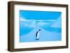 Emperor penguin, Amanda Bay, Prydz Bay, Antarctica-Tui De Roy-Framed Photographic Print